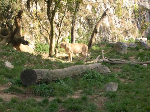 un fauve (zoo de la citadelle)
